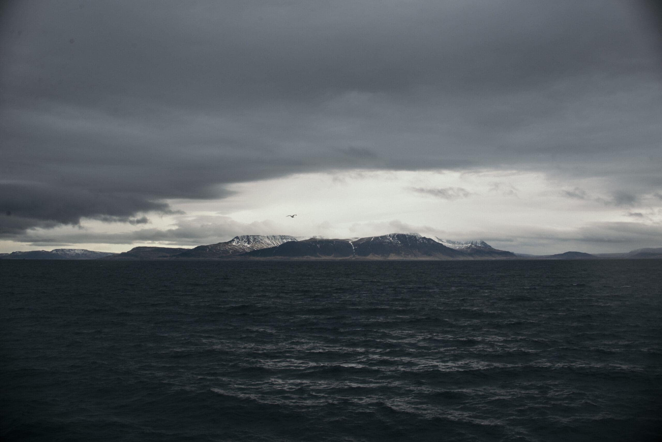 Walvisspotten in IJsland - Rocky Roads Travel