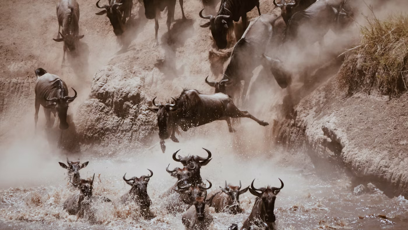 Rocky Roads | Fotoreis Tanzania 'Savannah Stories' | 1 t/m 11 Oktober 2026 | VOL! Fotoreis Tanzania | Rocky Roads Travel