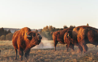 Safari in Frankrijk | Rocky Roads Travel