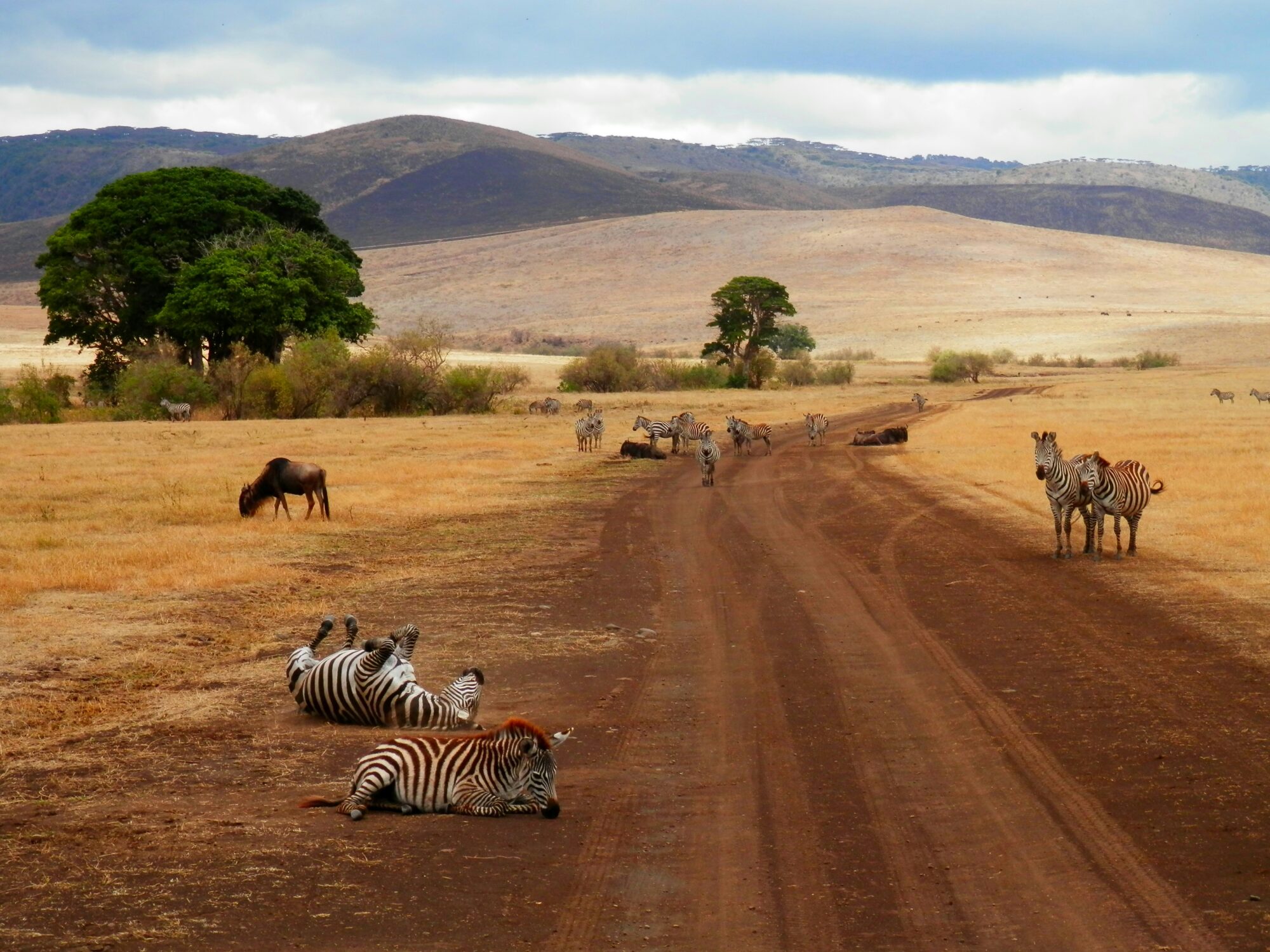 Rocky Roads | Fotoreis Tanzania 'Savannah Stories' | 1 t/m 11 Oktober 2026 | VOL! Fotoreis Tanzania | Rocky Roads Travel
