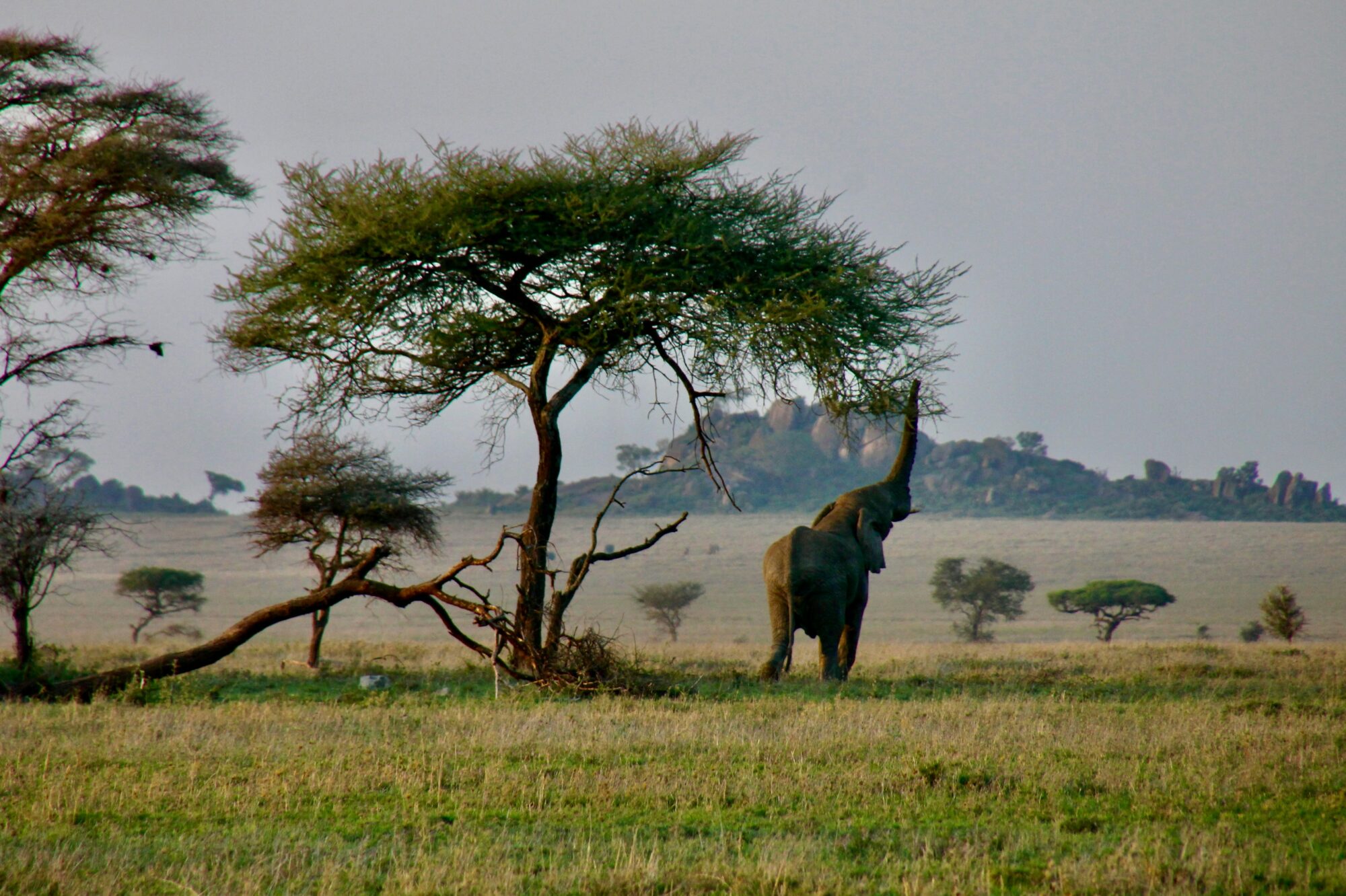 Rocky Roads | Fotoreis Tanzania 'Savannah Stories' | 1 t/m 11 Oktober 2026 | VOL! Fotoreis Tanzania | Rocky Roads Travel