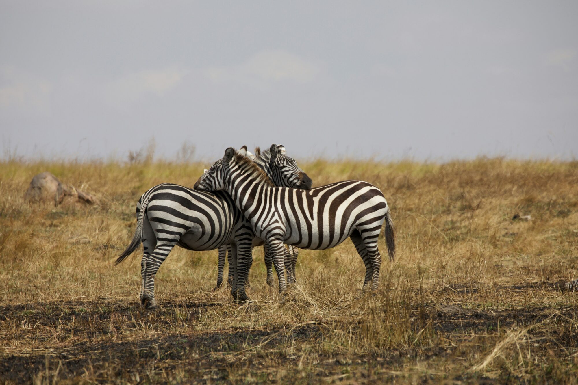 Rocky Roads | Fotoreis Tanzania 'Savannah Stories' | 1 t/m 11 Oktober 2026 | VOL! Fotoreis Tanzania | Rocky Roads Travel